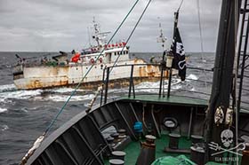 Campagne tegen stropers in Antarctica duurt voort