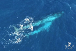 Sea Shepherd maakt zeldzame beelden van een blauwe vinvis-moeder met kalf