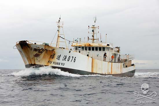 Operation Driftnet een daverend succes; Sea Shepherd stopt vloot illegale sleepnet-vissers
