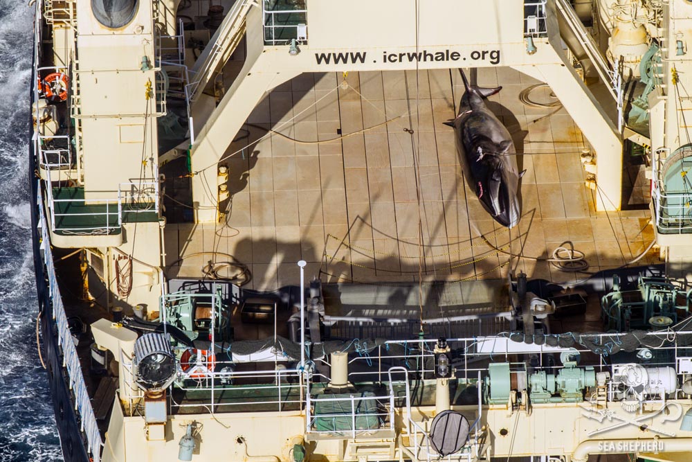 Sea Shepherd onderschept Japanse stropersvloot met dode walvis in Australisch reservaat