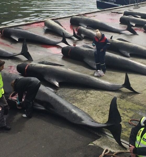 OpBloodyFjords covert operations