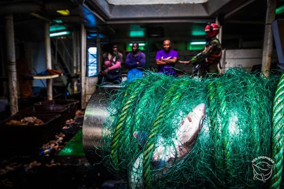 OpSolaStella arrest photo 2